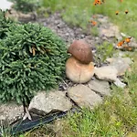 Domek alpejski Betty *